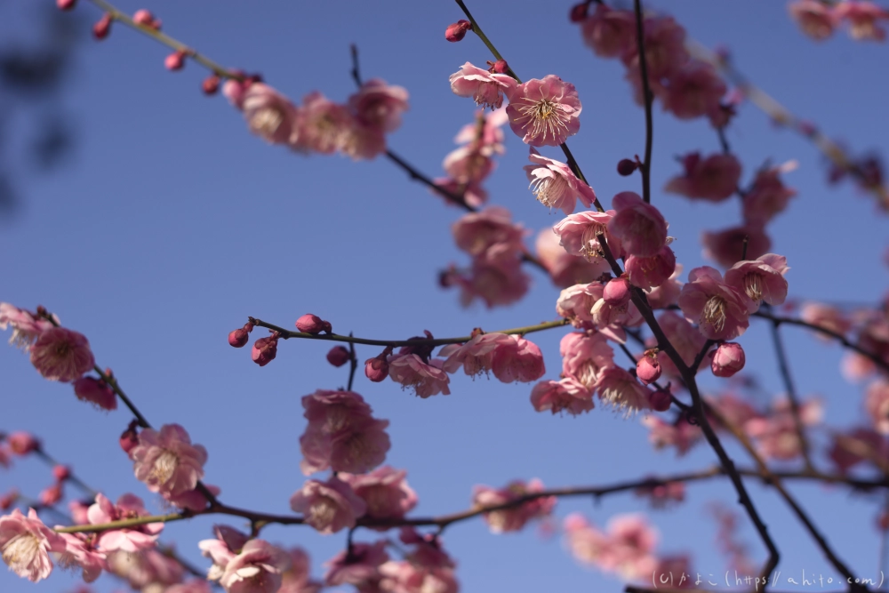 梅の花、満開 - 31