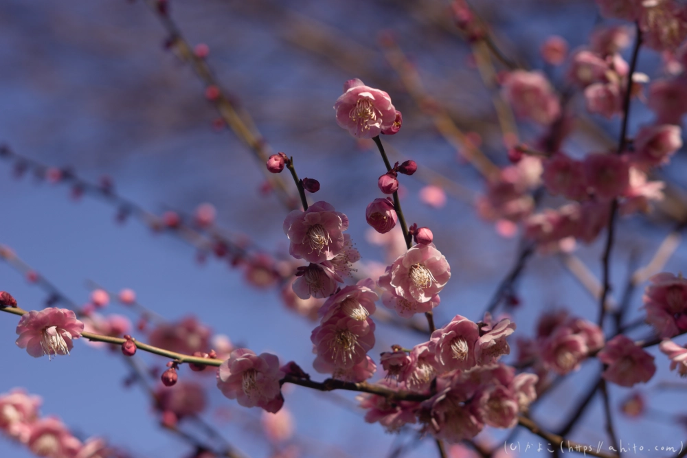 梅の花、満開 - 32