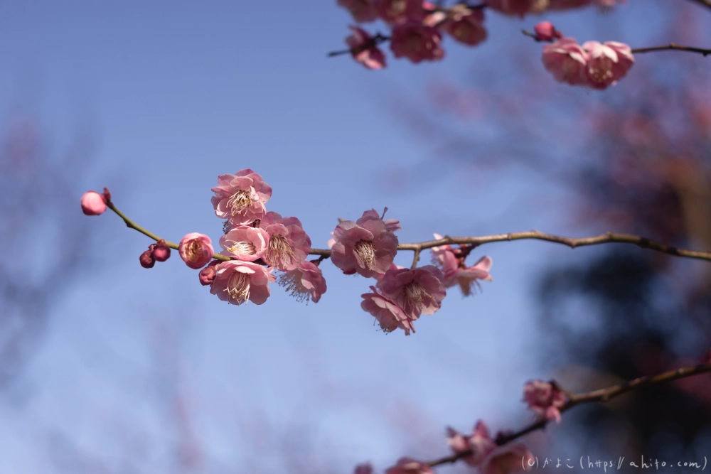 梅の花、満開 - 33