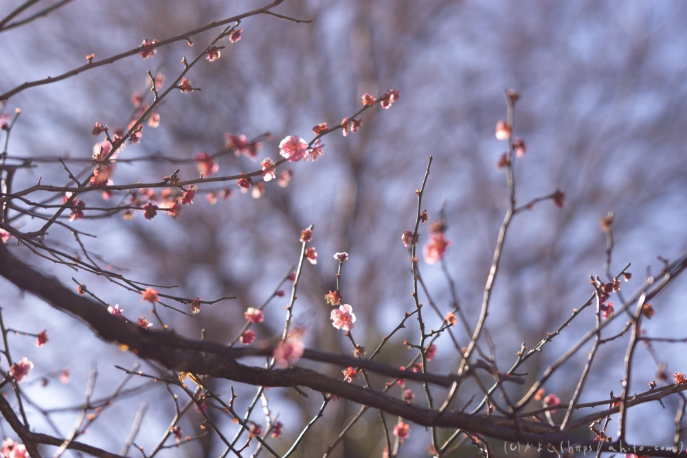 梅の花、満開 - 34