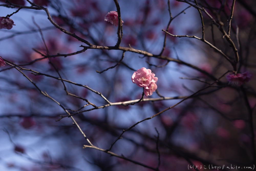 梅の花、満開 - 35