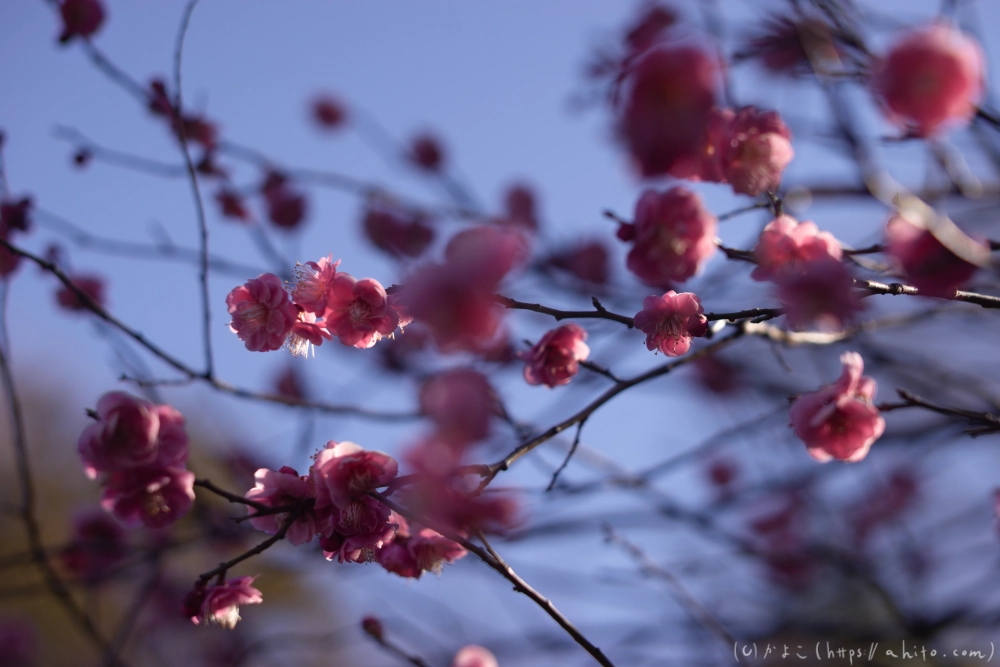 梅の花、満開 - 36