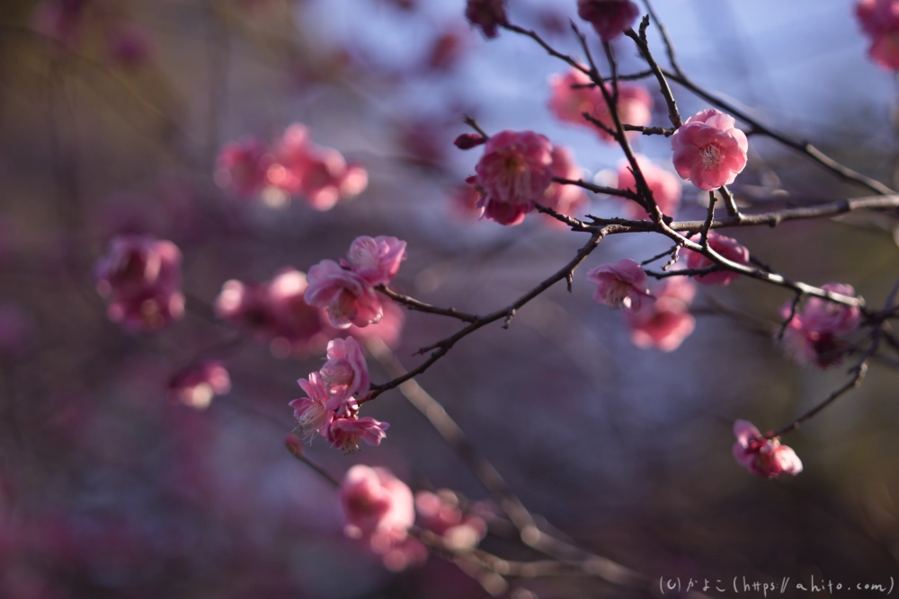 梅の花、満開 - 37