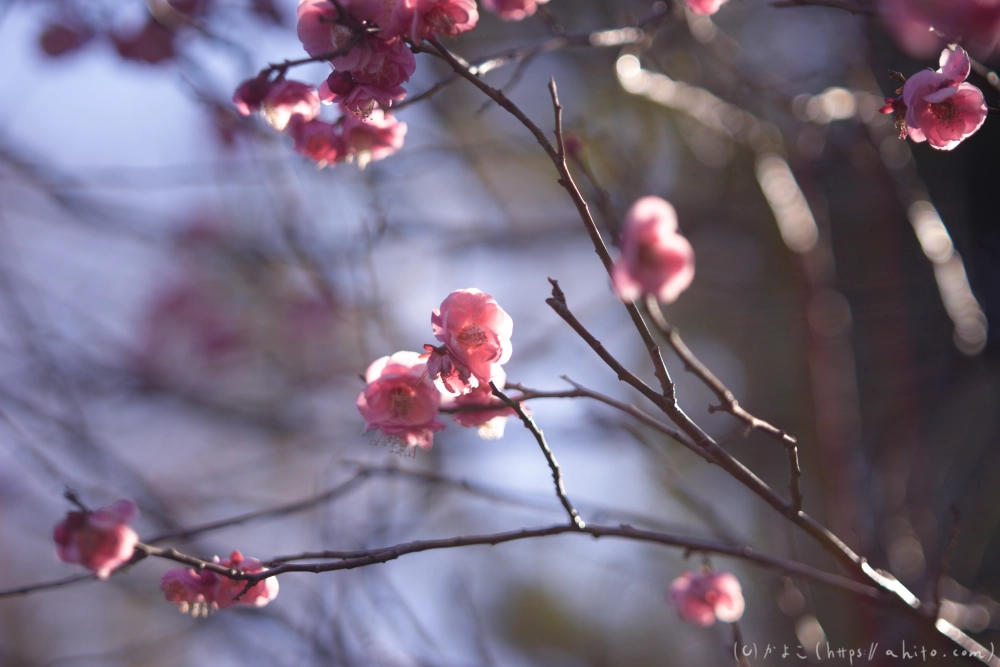 梅の花、満開 - 38