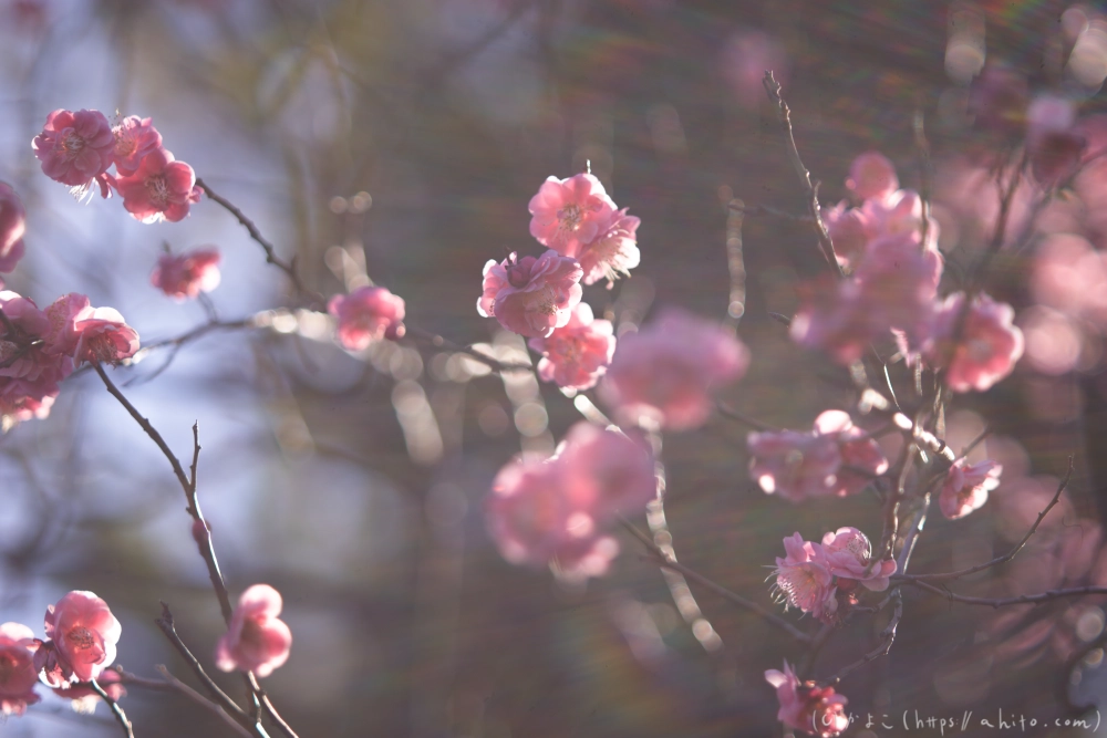 梅の花、満開 - 39