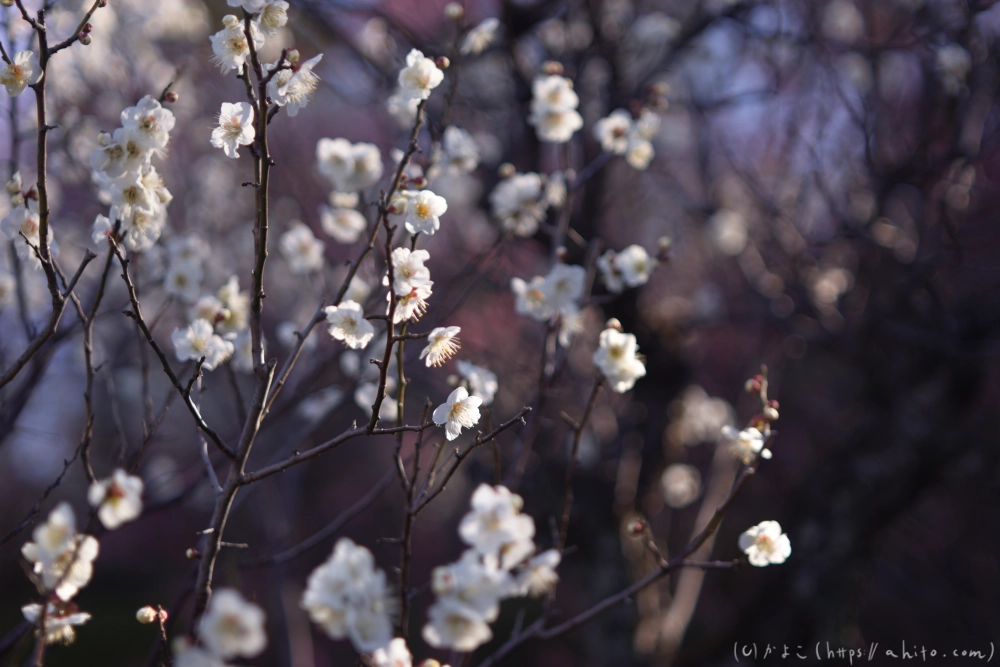 梅の花、満開 - 40