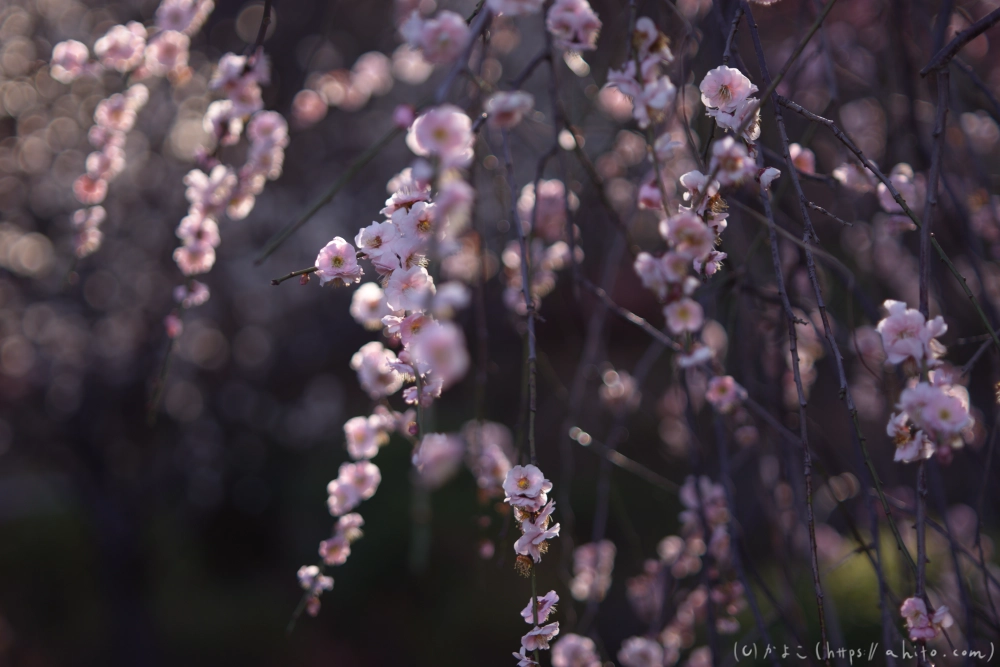 梅の花、満開 - 41