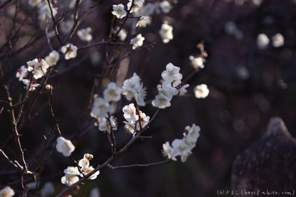 梅の花、満開 - 42