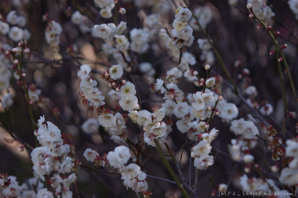 梅の花、満開 - 43