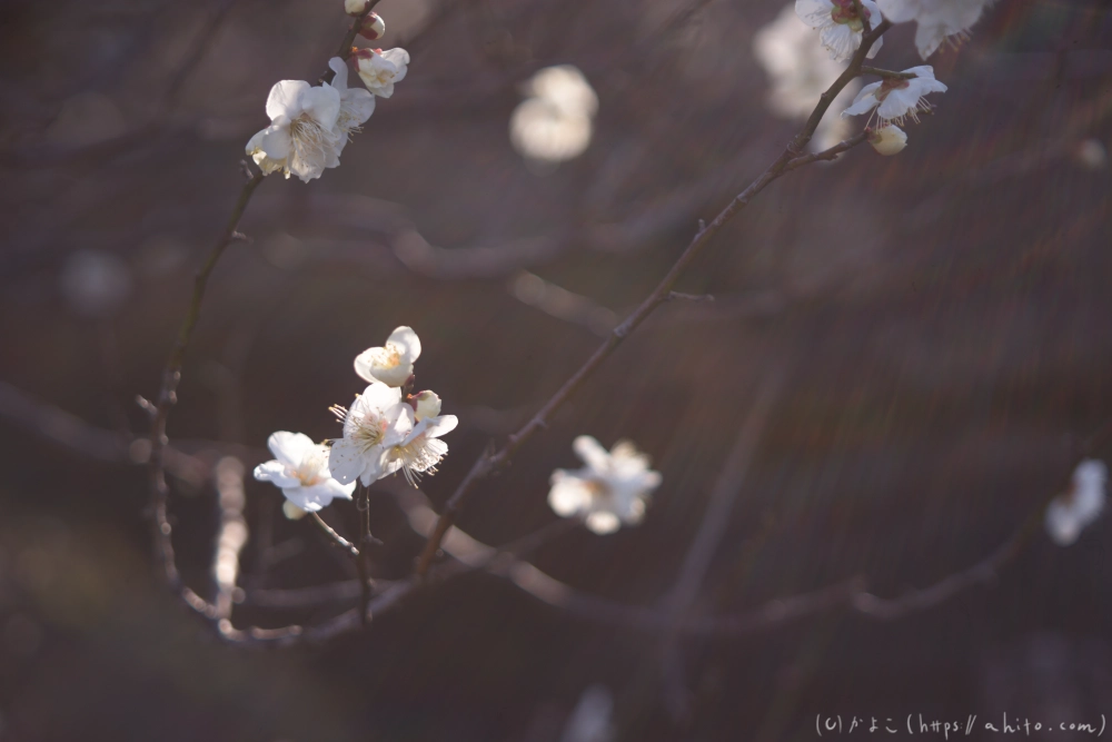 梅の花、満開 - 44