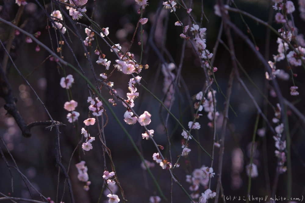 梅の花、満開 - 46