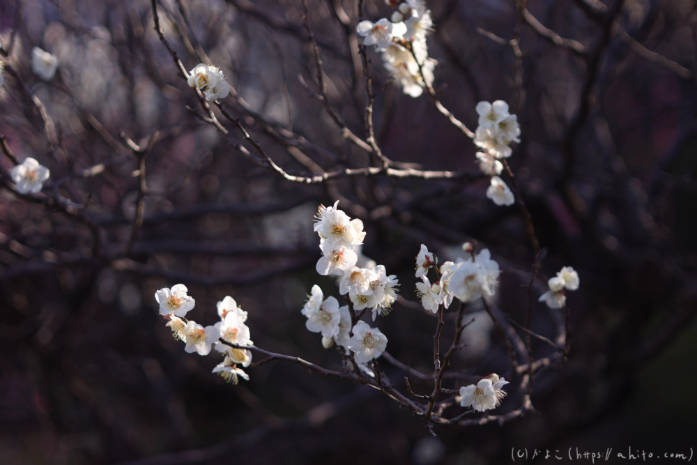 梅の花、満開 - 47