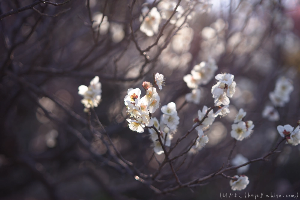 梅の花、満開 - 48