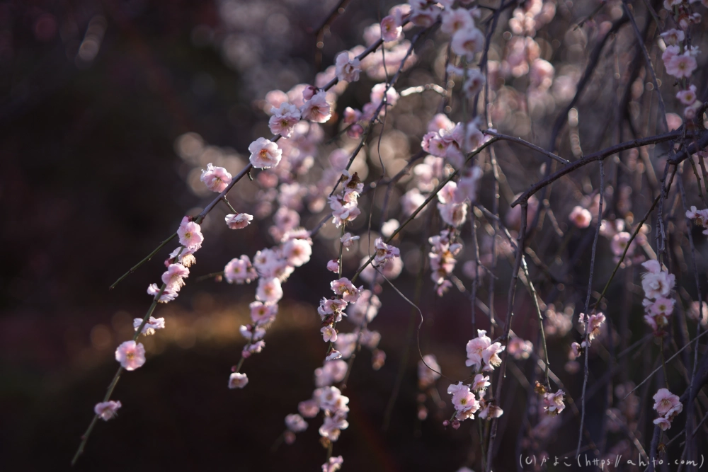 梅の花、満開 - 49