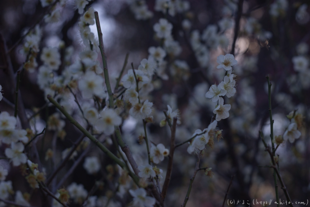 梅の花、満開 - 50