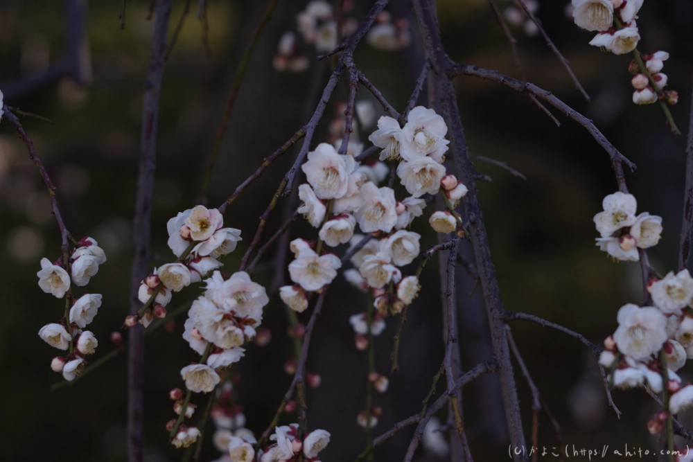 梅の花、満開 - 52