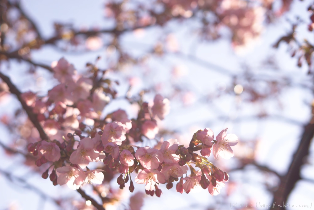 河津桜の咲き始め - 02