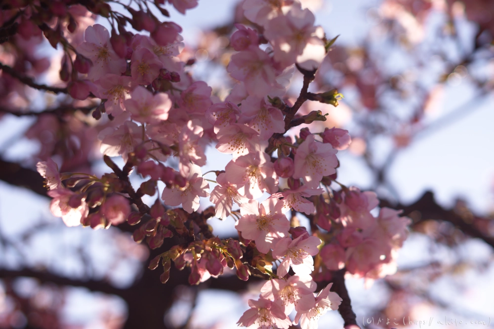 河津桜の咲き始め - 03