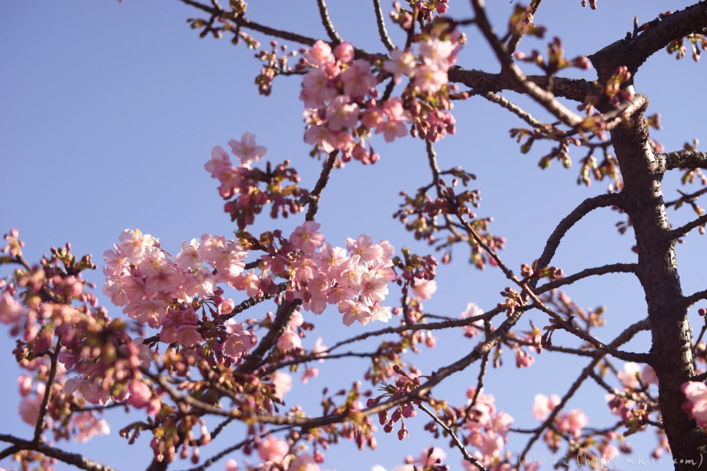 河津桜の咲き始め - 04