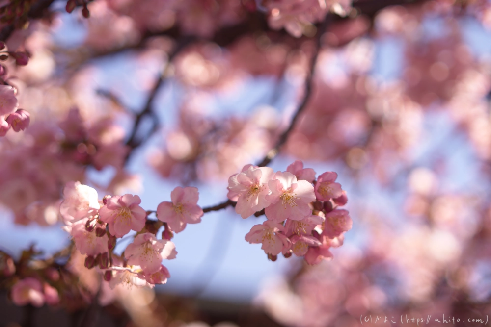 河津桜の咲き始め - 05