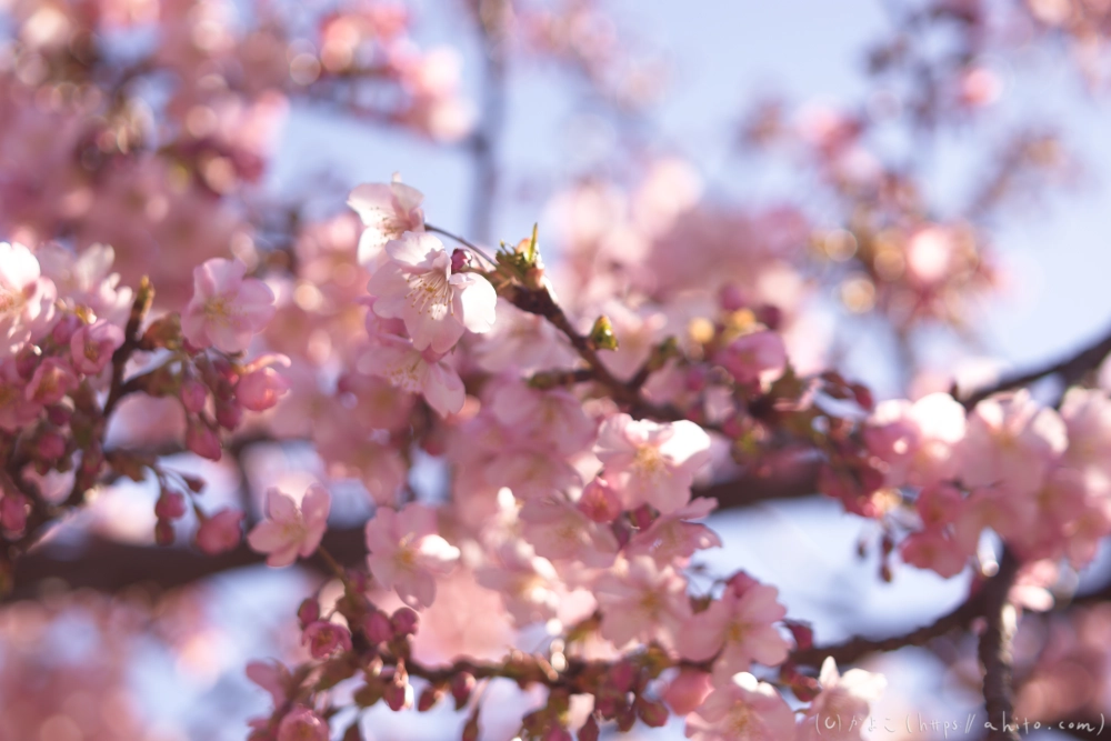 河津桜の咲き始め - 06