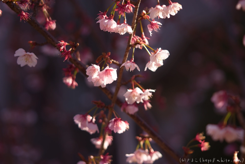 河津桜の咲き始め - 07