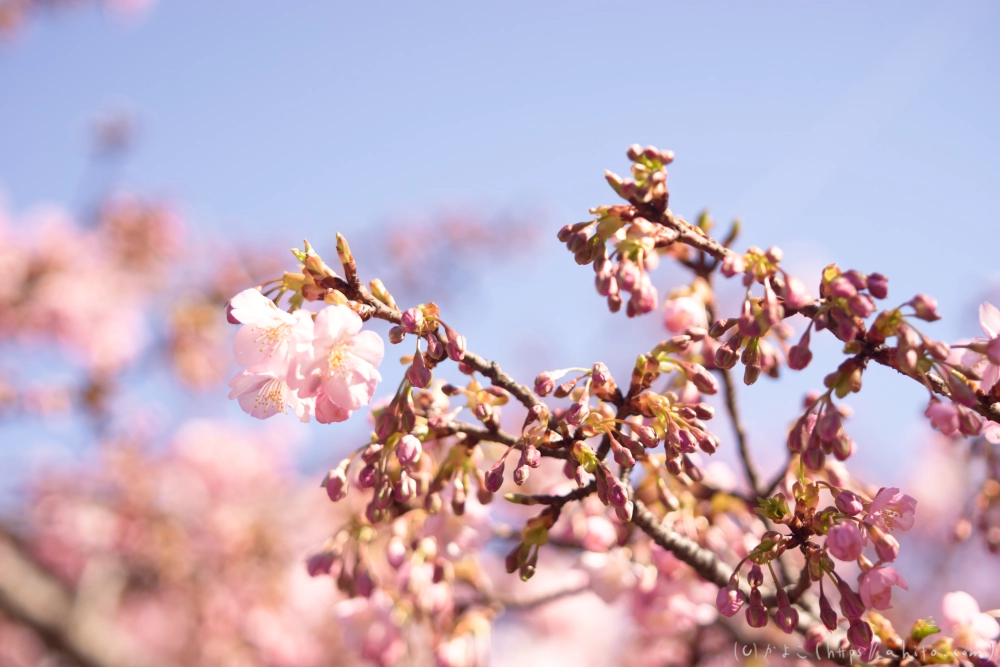 河津桜の咲き始め - 08