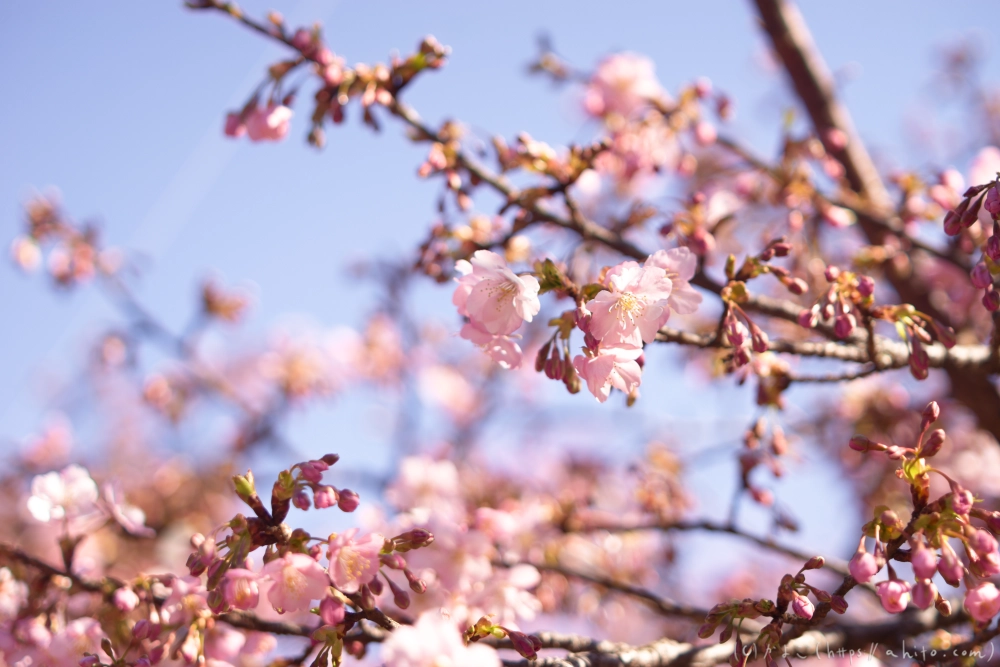 河津桜の咲き始め - 09