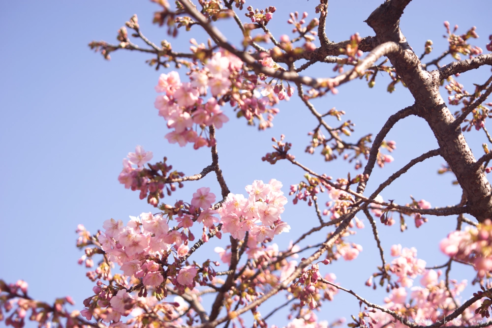 河津桜の咲き始め - 10