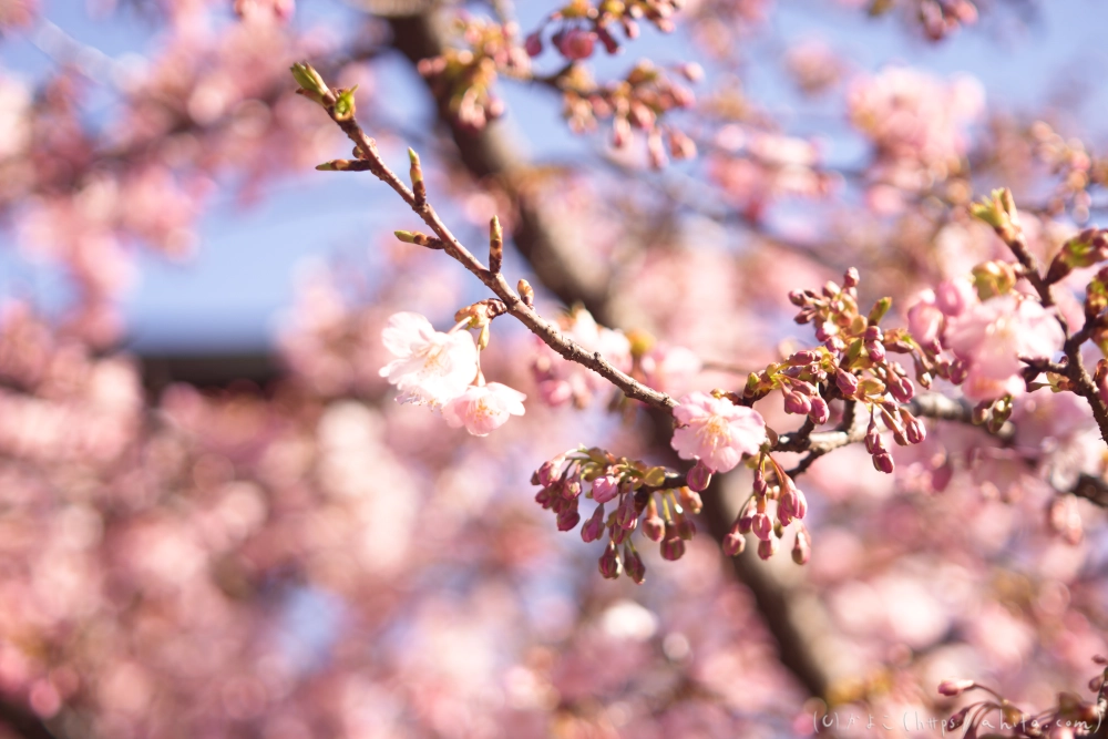 河津桜の咲き始め - 11