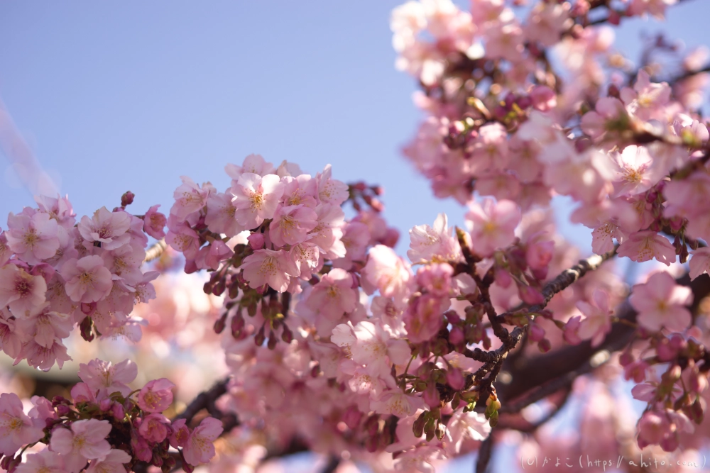 河津桜の咲き始め - 12