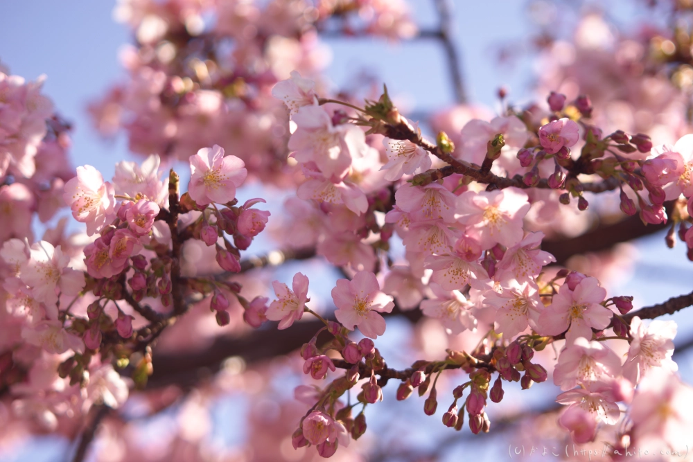 河津桜の咲き始め - 13