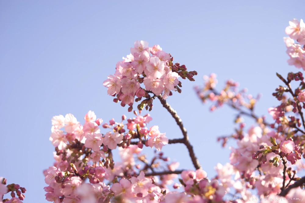 河津桜の咲き始め - 14