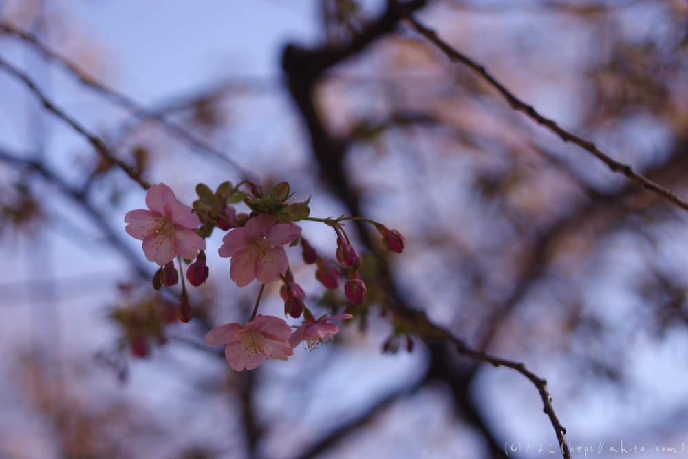 河津桜の咲き始め - 15