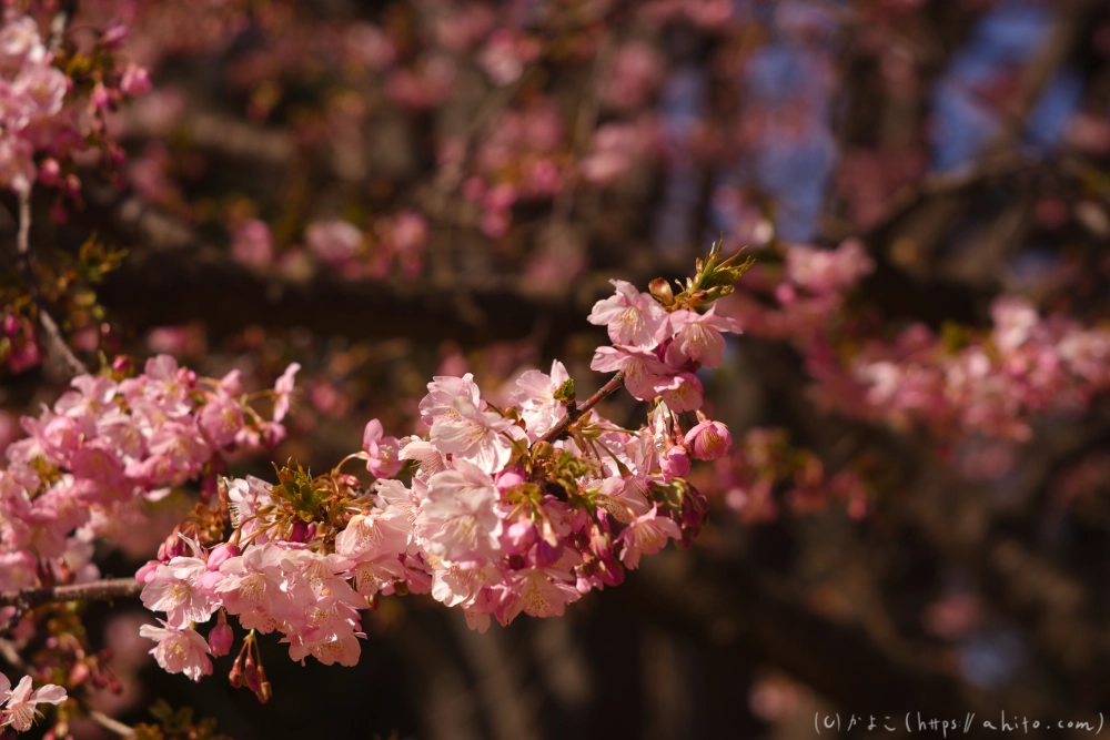 河津桜の咲き始め - 16