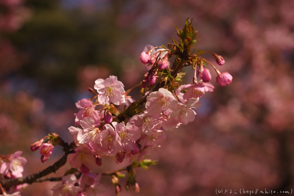 河津桜の咲き始め - 17