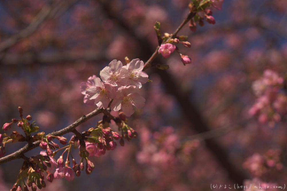 河津桜の咲き始め - 18