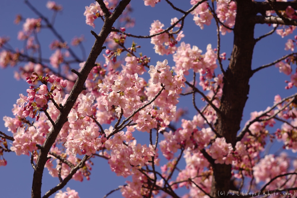 河津桜の咲き始め - 19