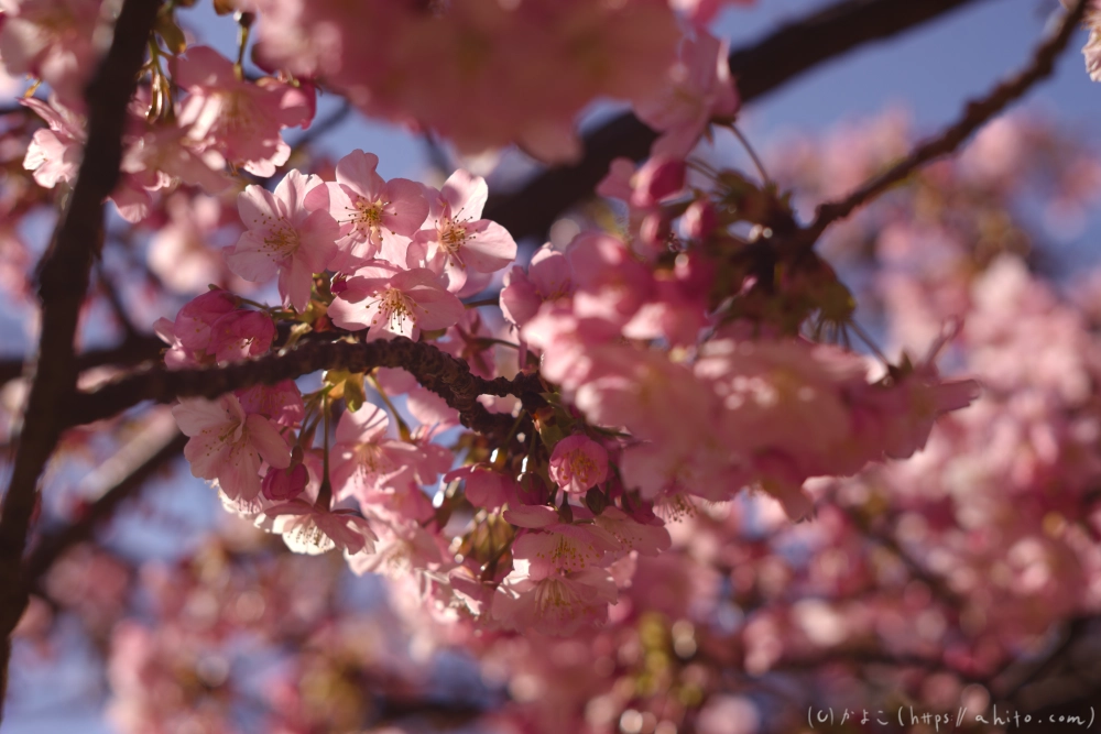 河津桜の咲き始め - 20