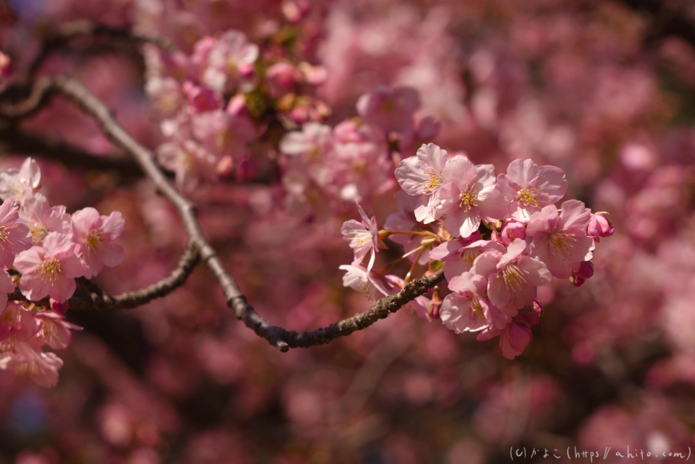 河津桜の咲き始め - 22