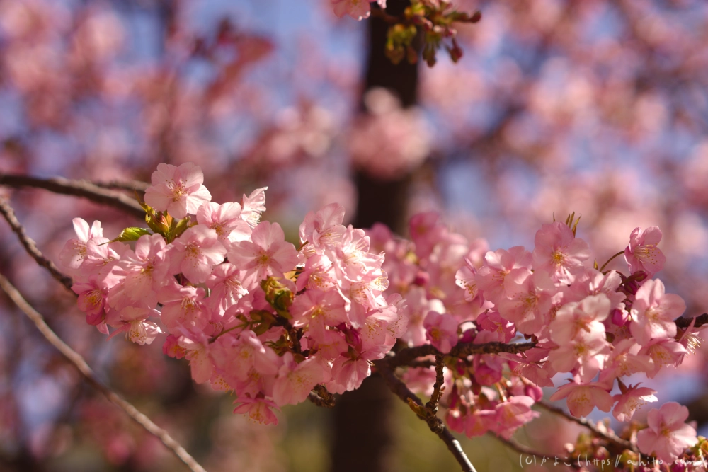 河津桜の咲き始め - 23