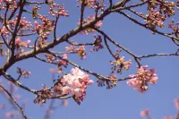 河津桜の咲き始め