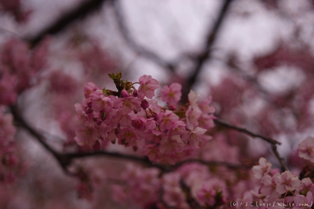 朝日が昇る河津桜 - 02