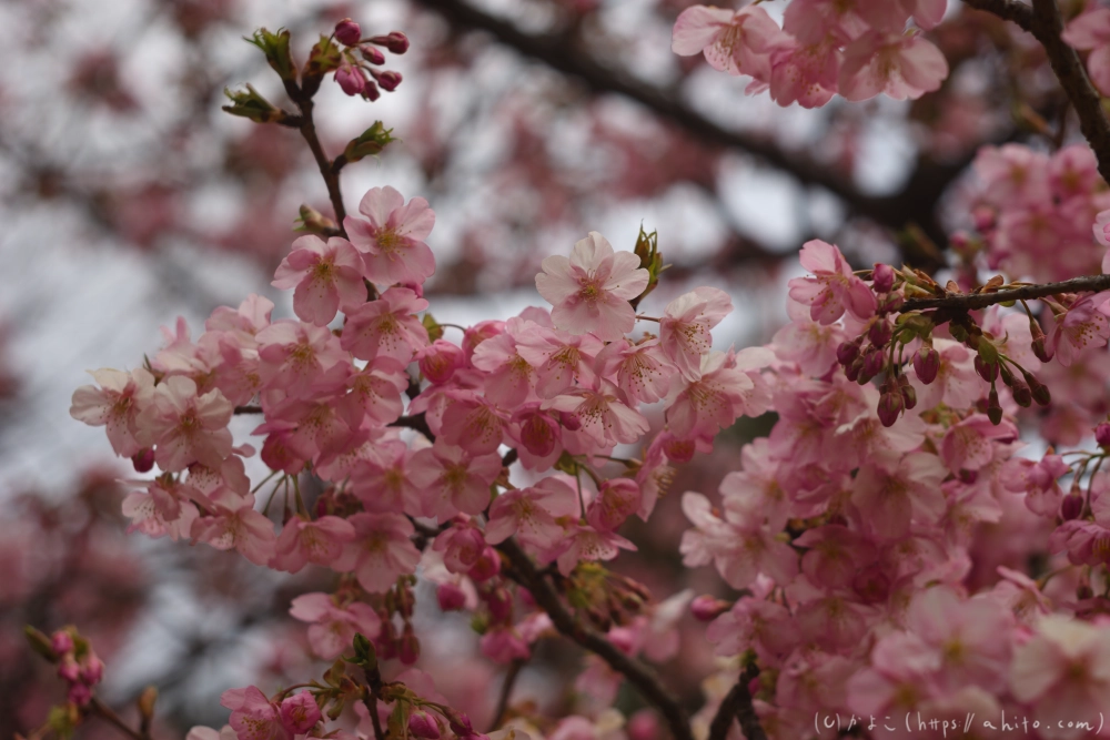 朝日が昇る河津桜 - 06