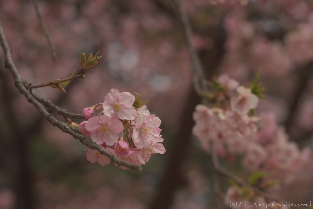 朝日が昇る河津桜 - 07