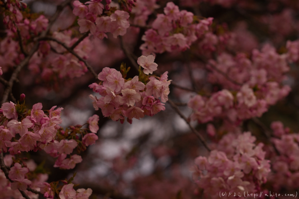 朝日が昇る河津桜 - 09