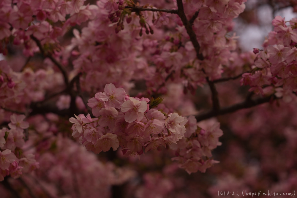 朝日が昇る河津桜 - 10