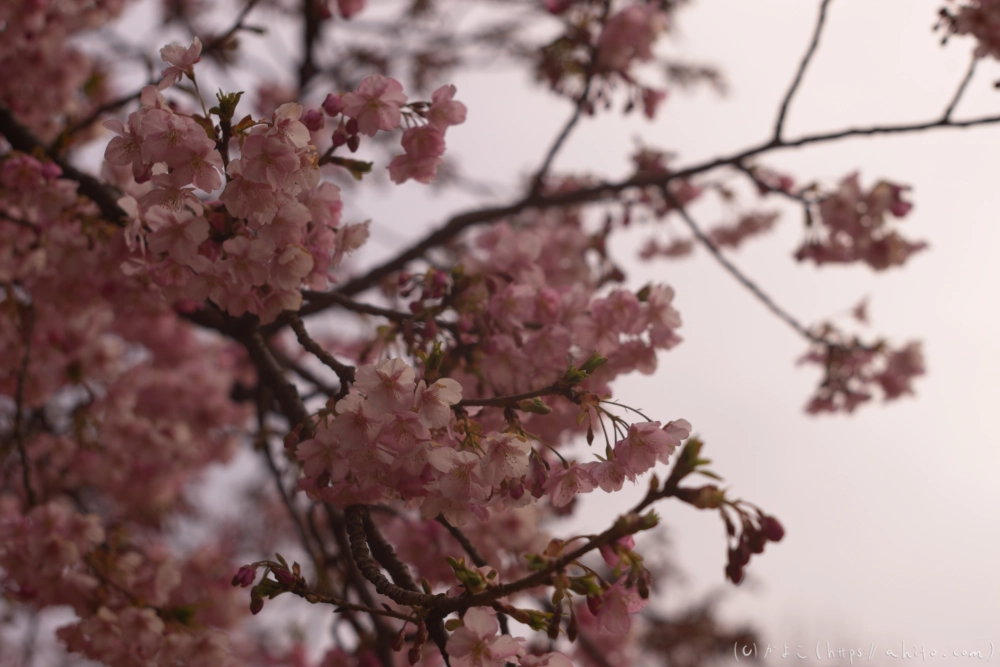 朝日が昇る河津桜 - 11