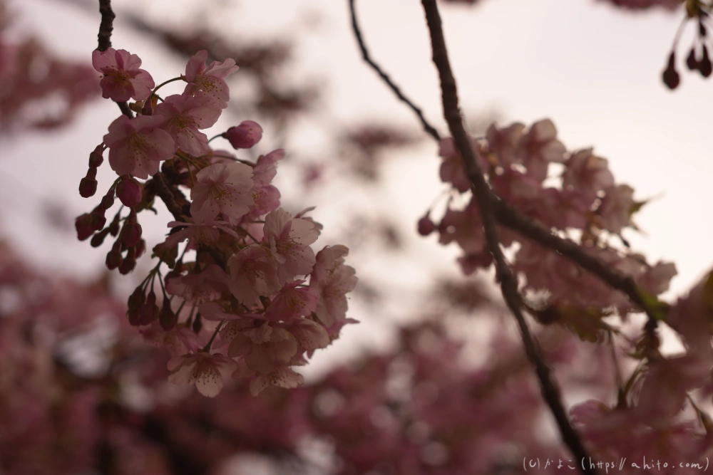 朝日が昇る河津桜 - 12