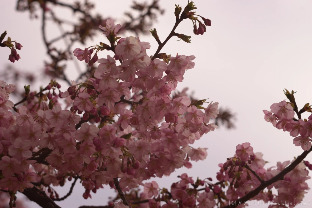 朝日が昇る河津桜 - 14